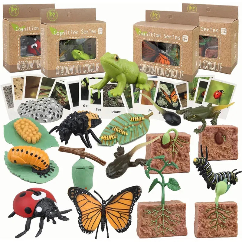 Color: Coffee - Montessori Life Cycle Animal Figures With Flash Cards Educational Matching Game Creative Biology Model Learning Teaching Aids