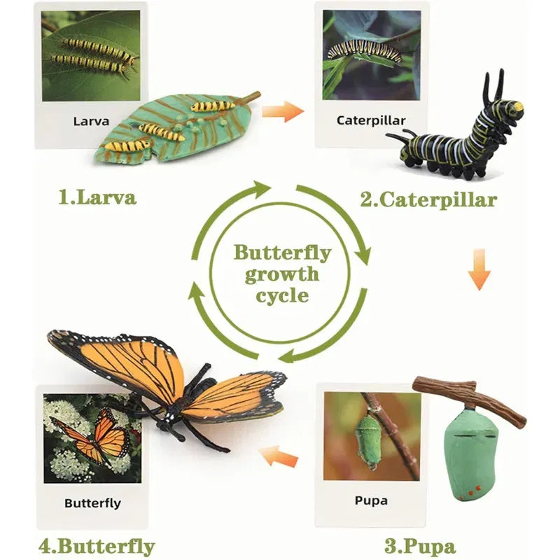 Color: Light Yellow - Montessori Life Cycle Animal Figures With Flash Cards Educational Matching Game Creative Biology Model Learning Teaching Aids