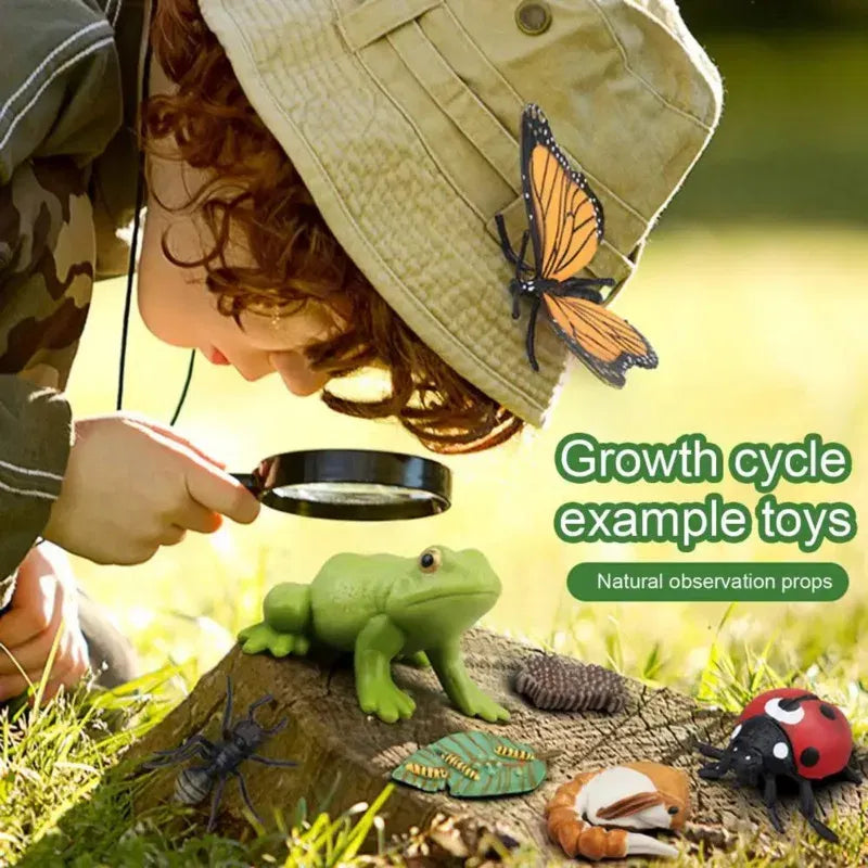 Color: Coffee - Montessori Life Cycle Animal Figures With Flash Cards Educational Matching Game Creative Biology Model Learning Teaching Aids