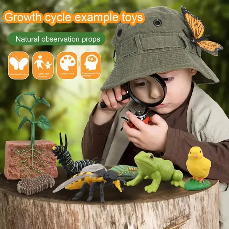 Color: Coffee - Montessori Life Cycle Animal Figures With Flash Cards Educational Matching Game Creative Biology Model Learning Teaching Aids
