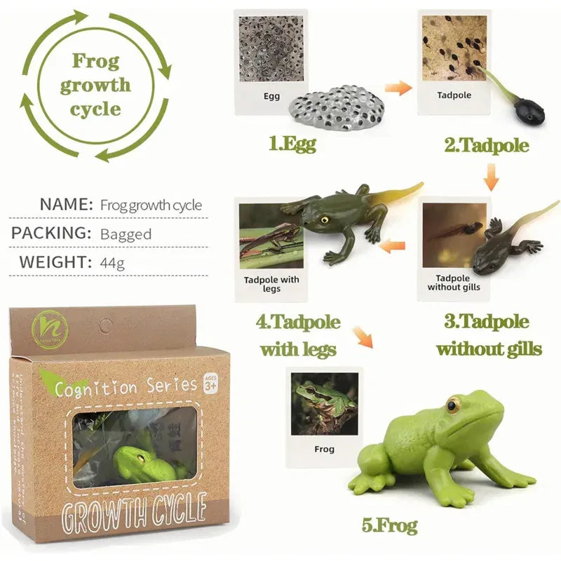 Color: DARK GRAY - Montessori Life Cycle Animal Figures With Flash Cards Educational Matching Game Creative Biology Model Learning Teaching Aids